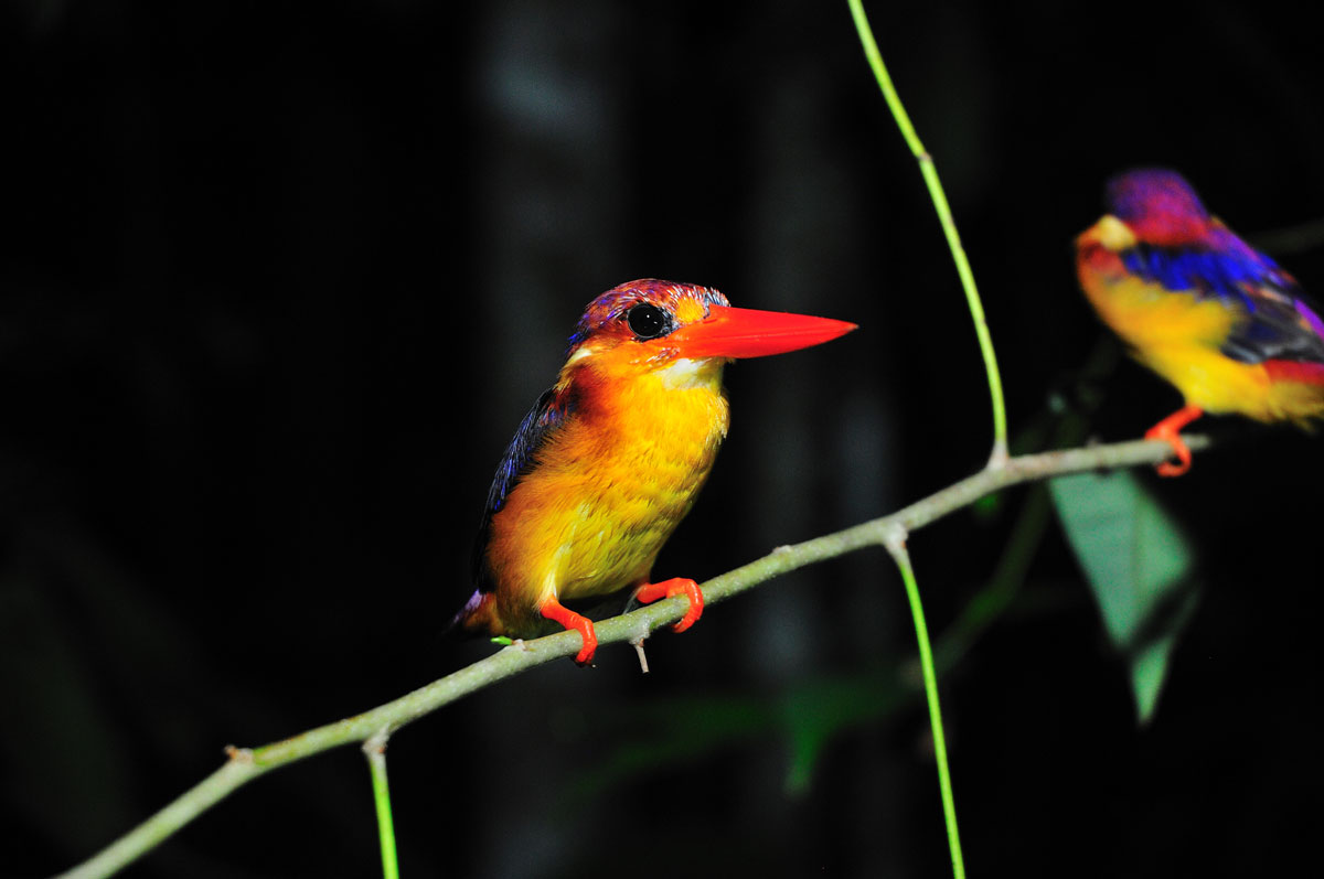 MYS_Nightwalk-Bird-©-Abai-Jungle-Lodge-005.jpg