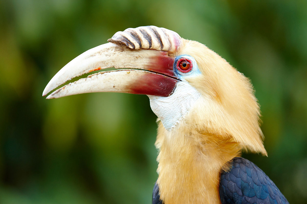 PNG_Papua-New-Guinea-Hornbill-©-Trans-Niugini-Tours.jpg