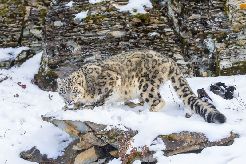 IND_Himalayas-Snow-Leopard-©-Adobe-Stock-001.jpg