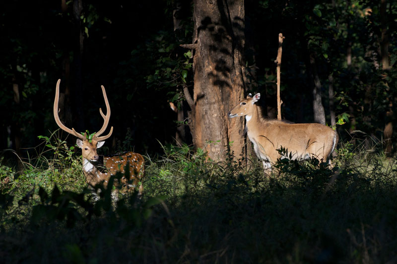 IND_Bandhavgarh-National-Park-©12-Thomas-Baechtold-0027.jpg