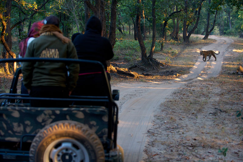 IND_Bandhavgarh-©12-Thomas-Baechtold-0219.jpg