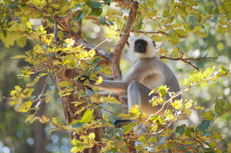IND_India-©12-Lori-Gross-1378.jpg