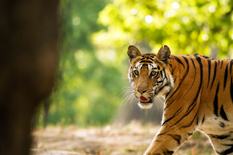 IND_India-National-Parks-Tigress-Walking-©-Indajit-Latey-010.jpg