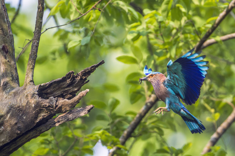 IND_Kahna-Indian-Roller-©-Adobe-Stock.jpg