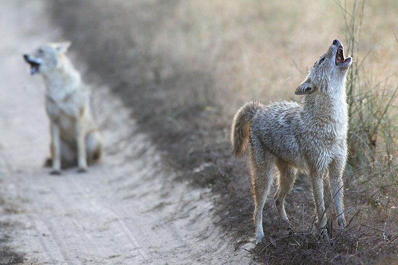 IND_Kanha-Nat-Park-Jackals-©-Adobe-Stock.jpg