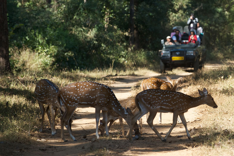 IND_Kanha-National-Park-©12-Thomas-Baechtold-0065.jpg