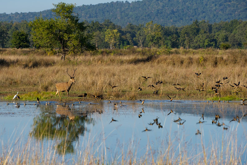 IND_Kanha-National-Park-©12-Thomas-Baechtold-0288.jpg