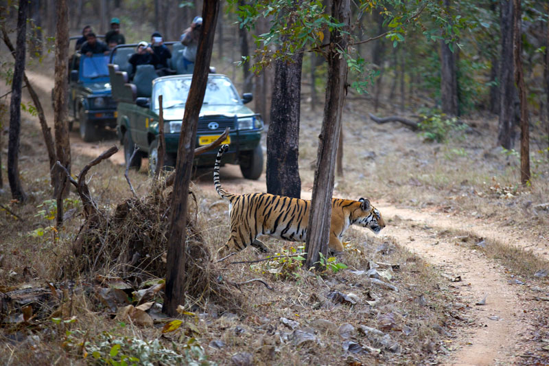 IND_Pench-Nat-Park-©14-Thomas-Baechtold-2895.jpg