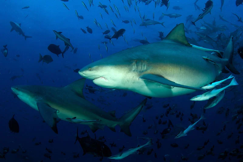 FJI_Beqa-UW-Shark-Dive-©-Thomas-Baechtold-006.jpg