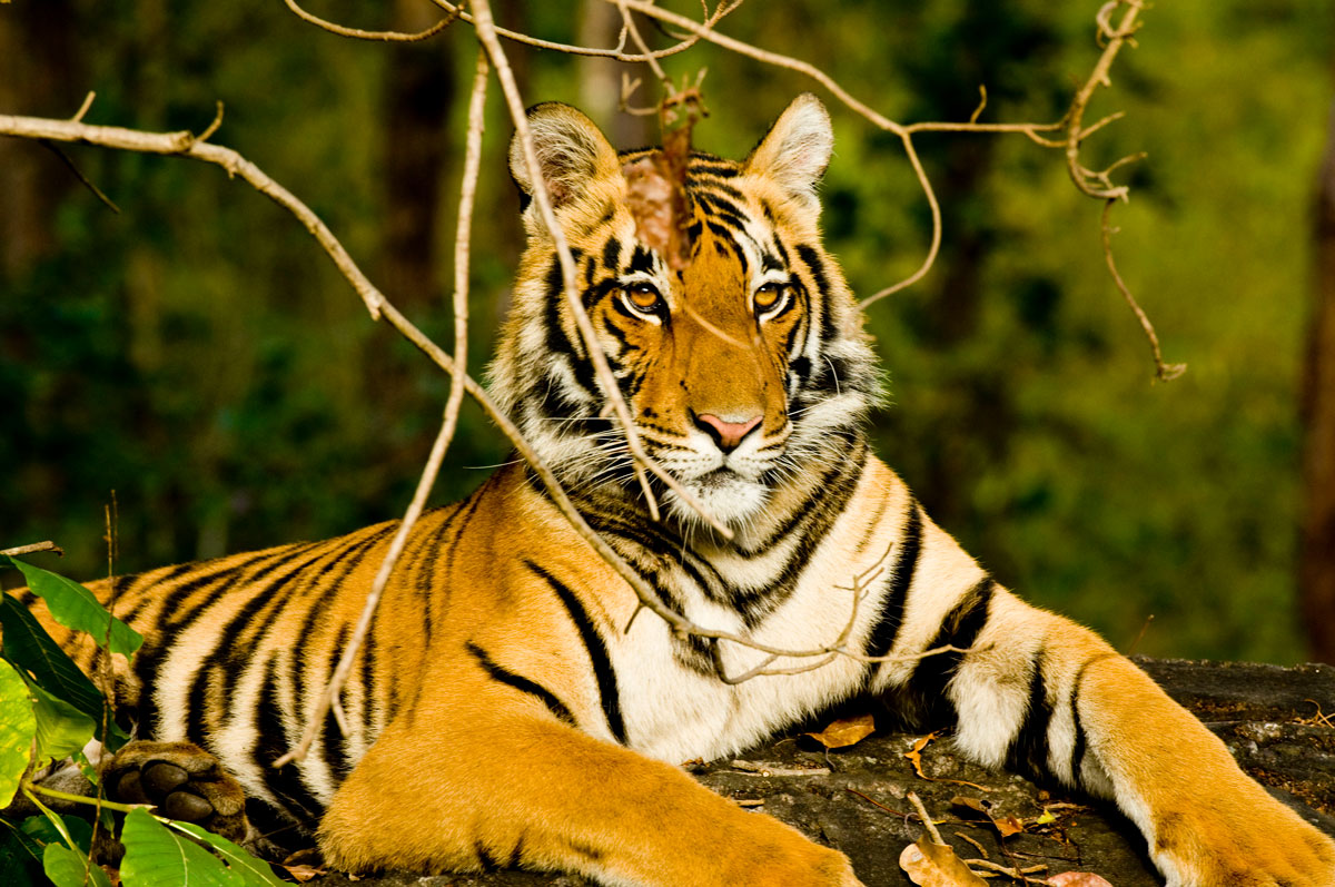 IND_Indian-National-Parks-Tiger-©-Amit-Sankhala-010.jpg