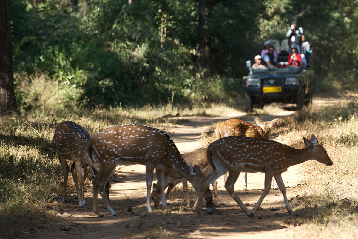 IND_Kanha-National-Park-©12-Thomas-Baechtold-0065.jpg