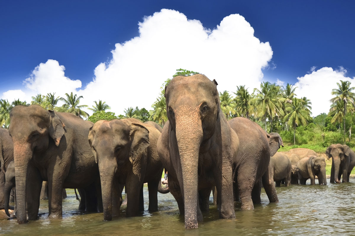 LKA_Elephant-herd-©-Sri-Lanka-Instyle-2.jpg