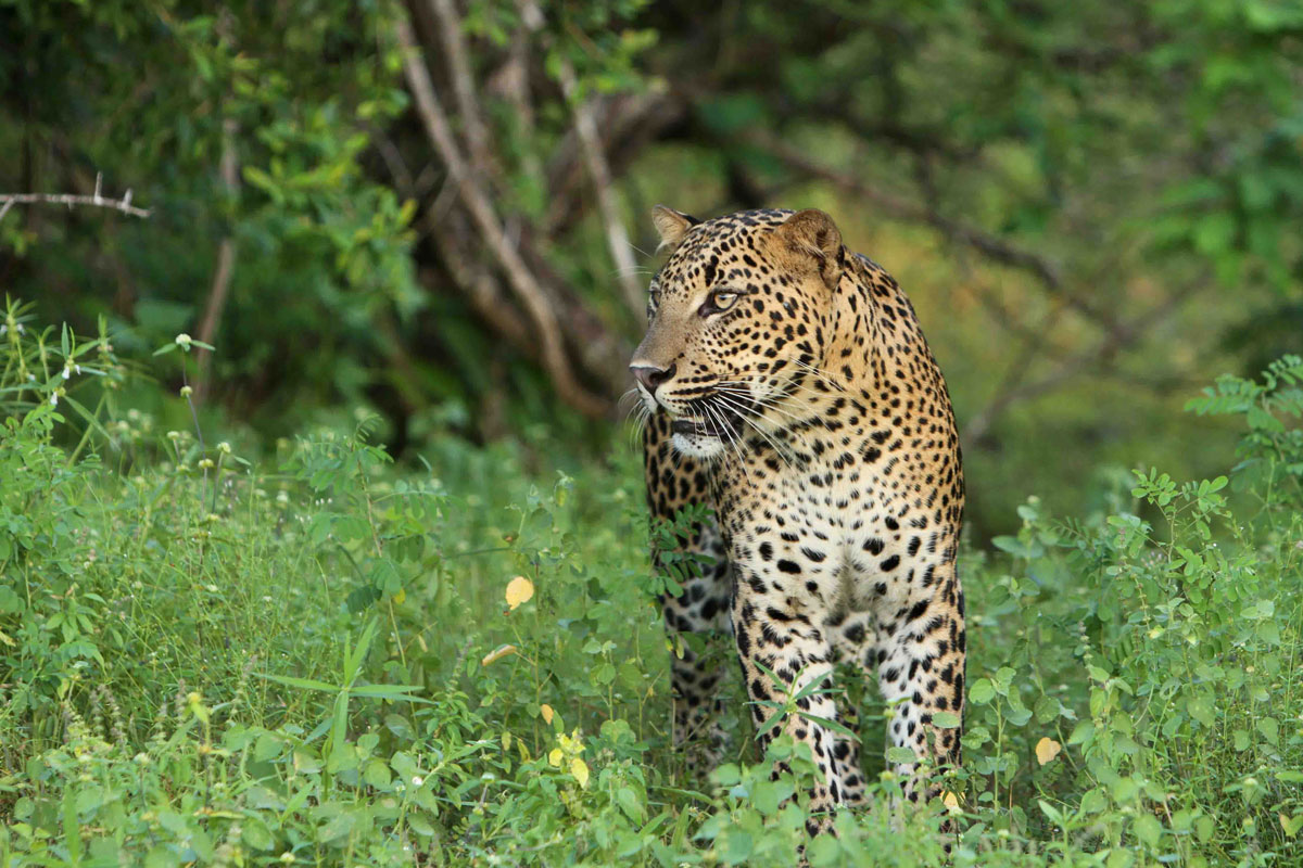 LKA_Leopard-©-Sri-Lanka-Instyle-(1).jpg