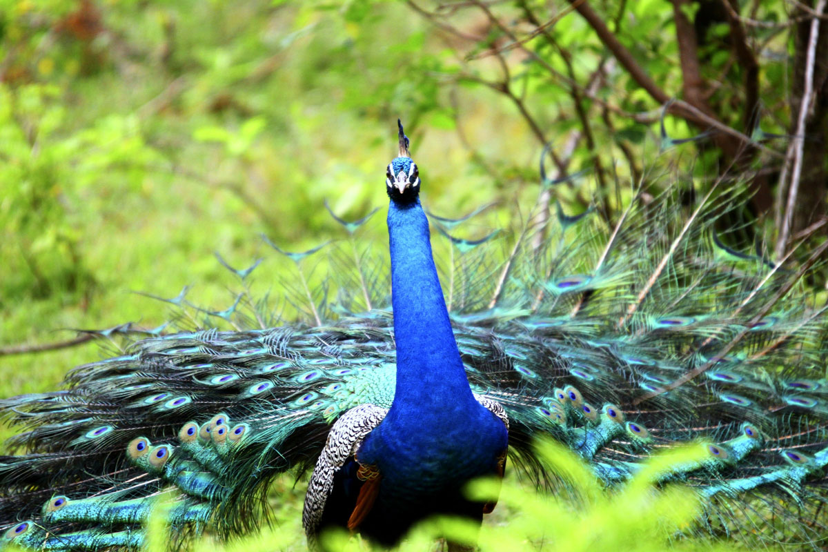 LKA_Peacock-©-Sri-Lanka-Instyle.jpg