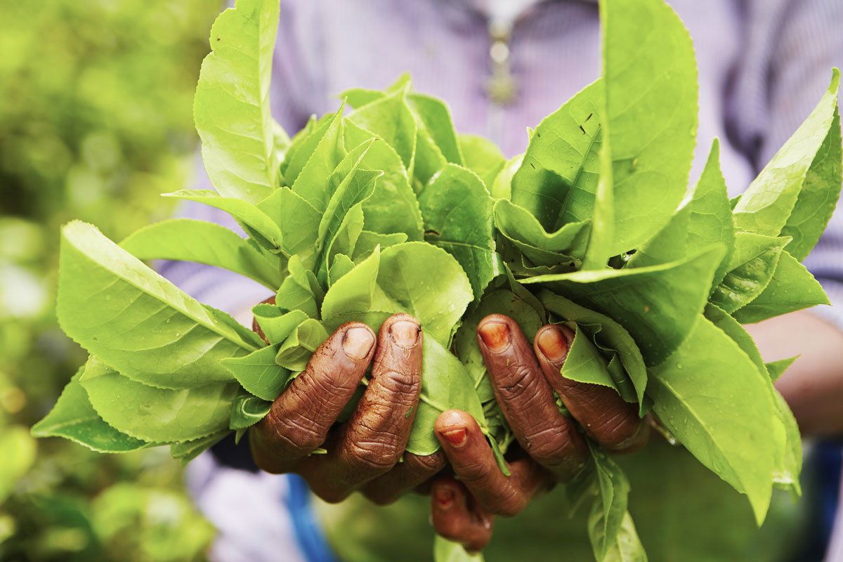 LKA_Tea-Pickers-Hands-©-Sri-Lanka-Instyle.jpg