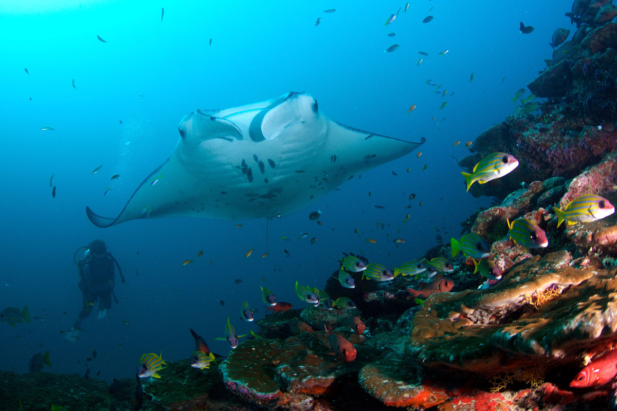 MDV_Maldives-UW-Manta-Rays-©16-Thomas-Baechtold-0545.jpg
