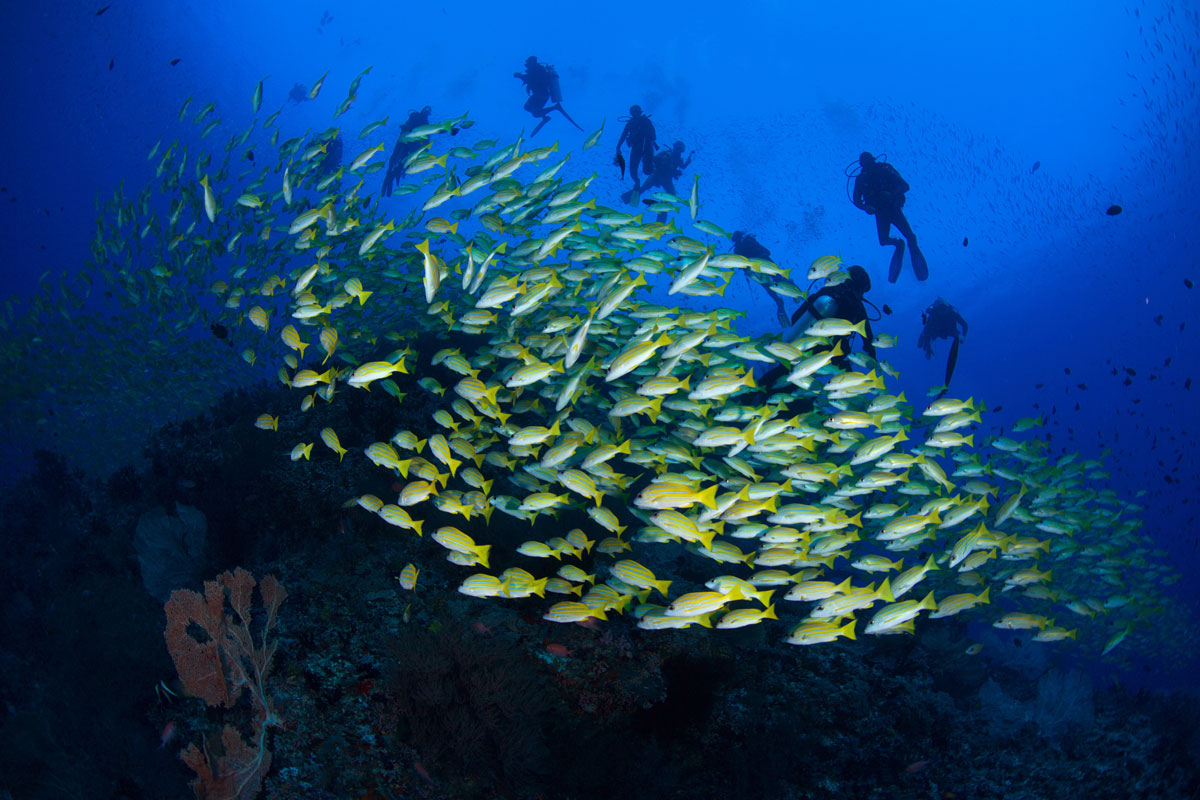 MDV_Maldives-UW-South-Ari-Atoll-©16-Thomas-Baechtold-0071.jpg