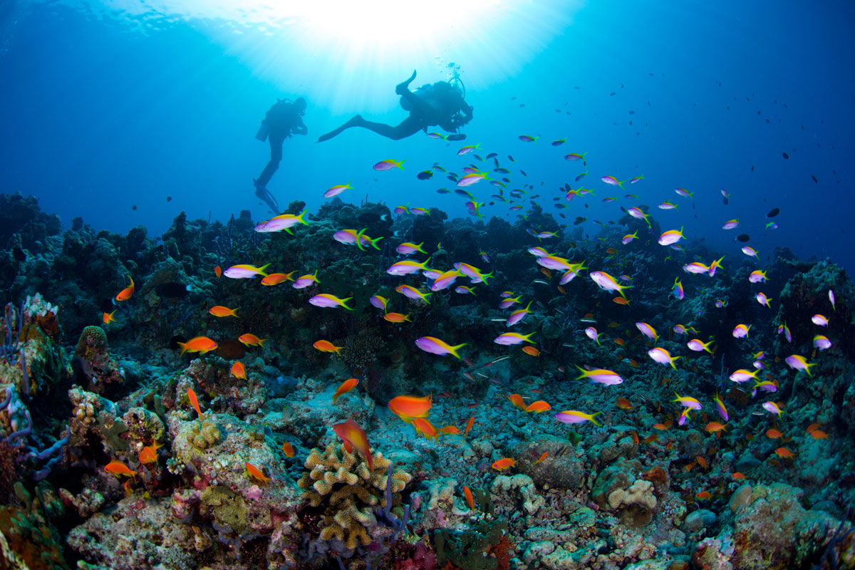 MDV_Maldives-UW-South-Ari-Atoll-©16-Thomas-Baechtold-0576.jpg