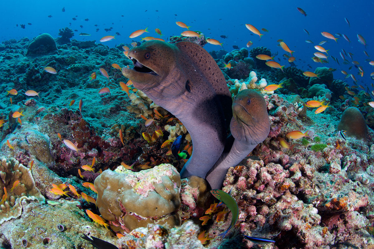 MDV_Mirihi-Island-Resort-UW-House-Reef-©-Thomas-Baechtold-0513.jpg
