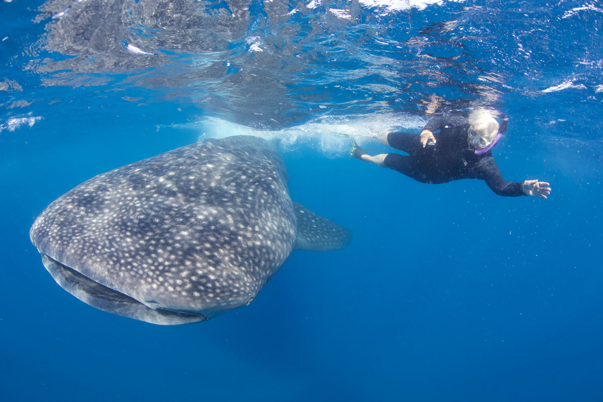 MLV_Maldives-whale-shark-©13-Thomas-Baechtold-525.jpg