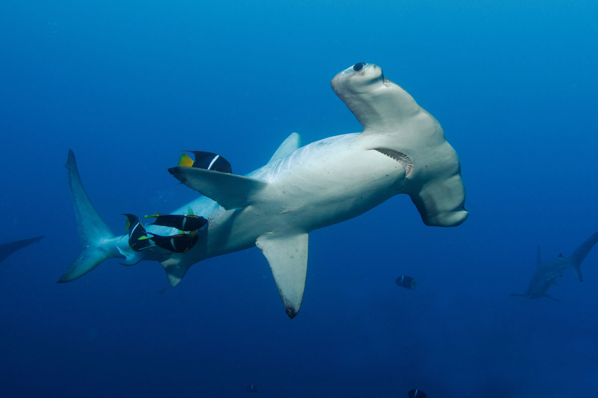 CRI_Cocos-Island-Underwater-©-Avi-Klapfer--2011edit.jpg