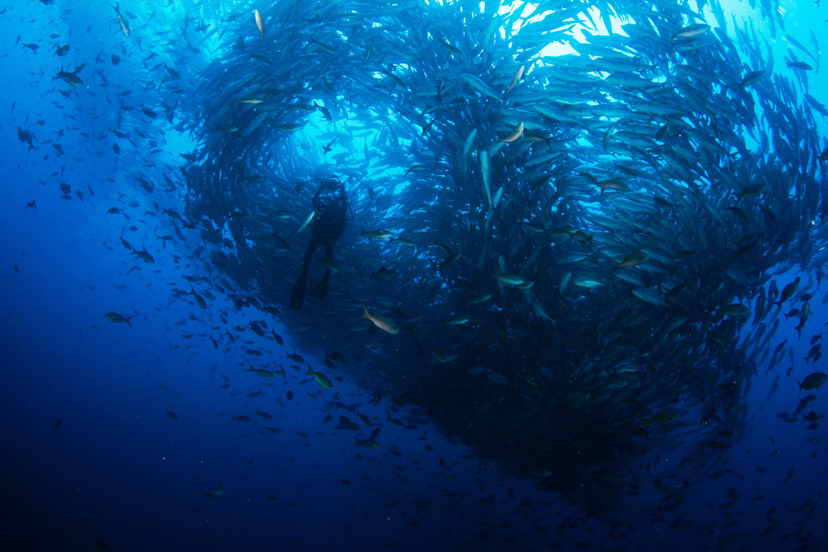 CRI_Cocos-Island-Underwater-©-Avi-Klapfer-21.jpg