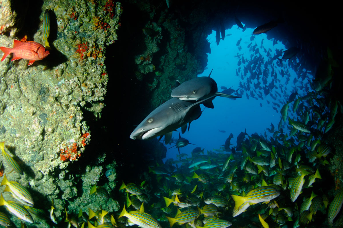 CRI_Cocos-Island-Underwater-©-Avi-Klapfer-30.jpg