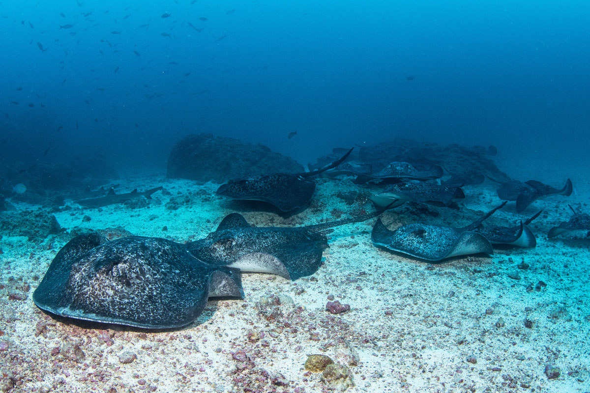 CRI_Cocos-Island-Underwater-©-Avi-Klapfer-JP7A3573.jpg