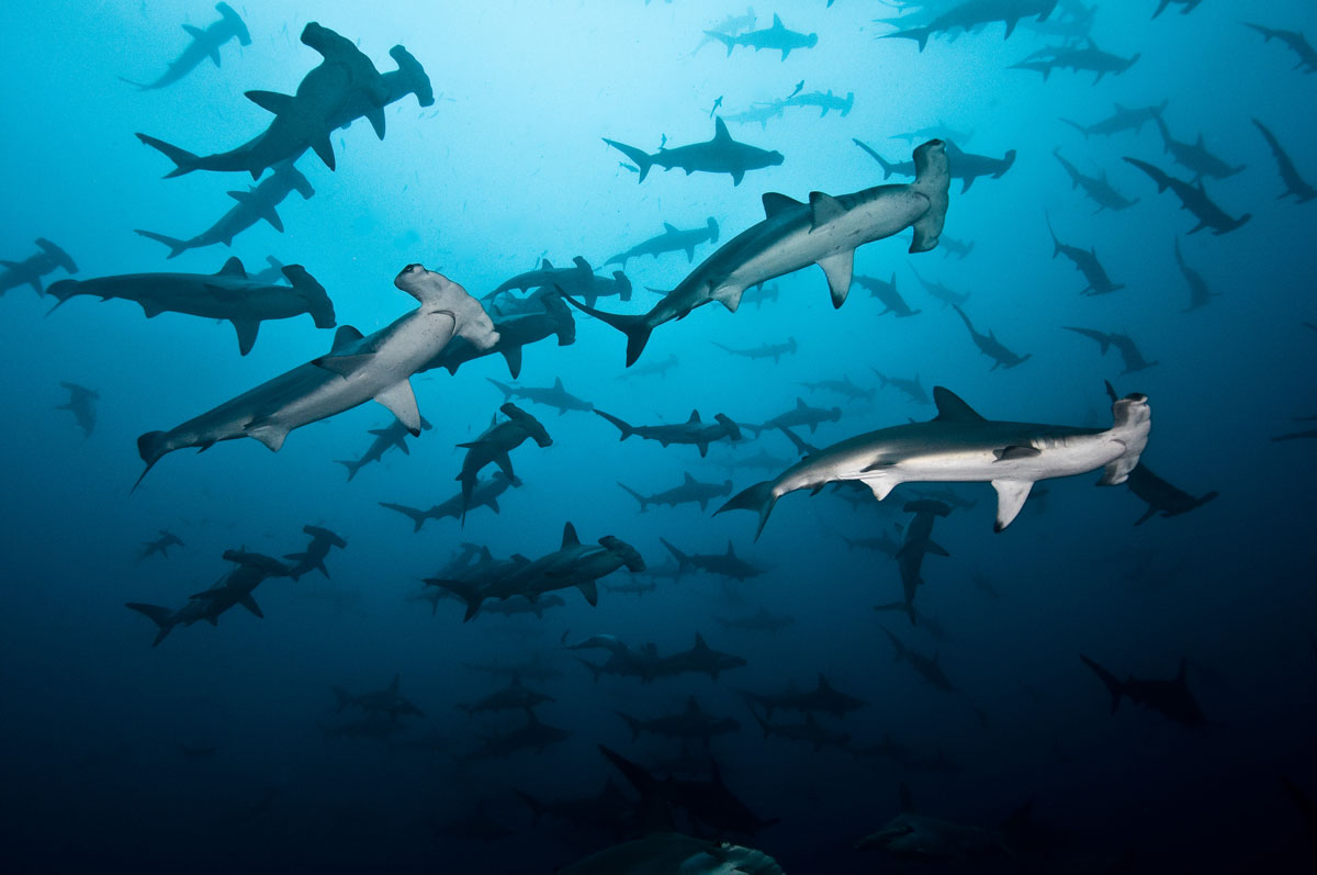 CRI_Cocos-Island-Underwater-©-Edwar-Herreno-17-1.jpg