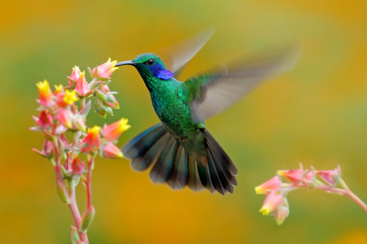 CRI_Costa-Rica-Hummingbird-Green-Violet-ear-Colibrithalassinus-©-Adobe-Stock.jpg