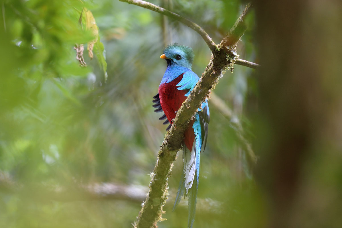 CRI_Costa-Rica-Resplendent-Quetzal-©-Adobe-Stock.jpg