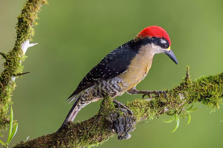 CRI_Costa-Rica-Woodpecker-©-Destination-Costa-Rica-6.jpg