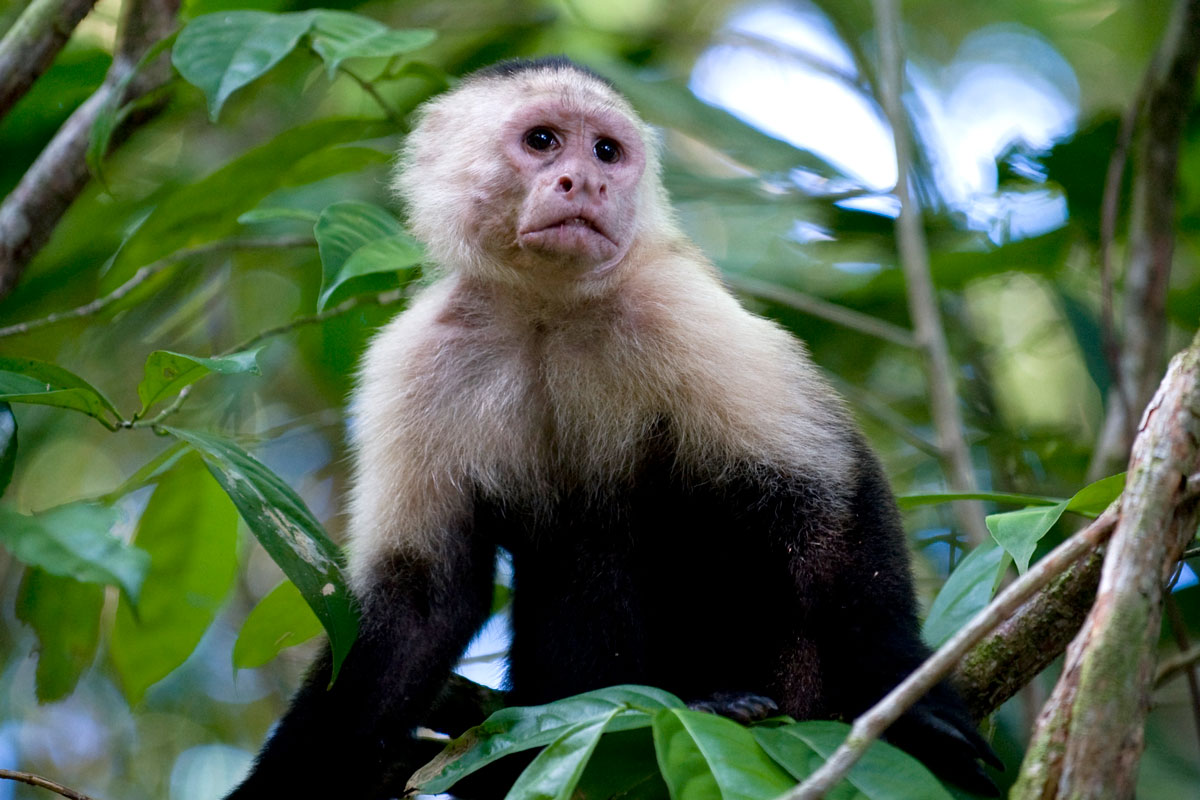 CRI_Marenco-and-Rio-Claro-©10-Thomas-Baechtold-047.jpg