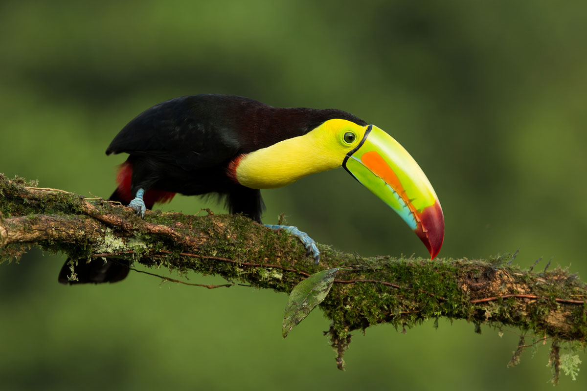 CRI_Sarapiqui-Bird-©-Horizontes-0X5A0238.jpg