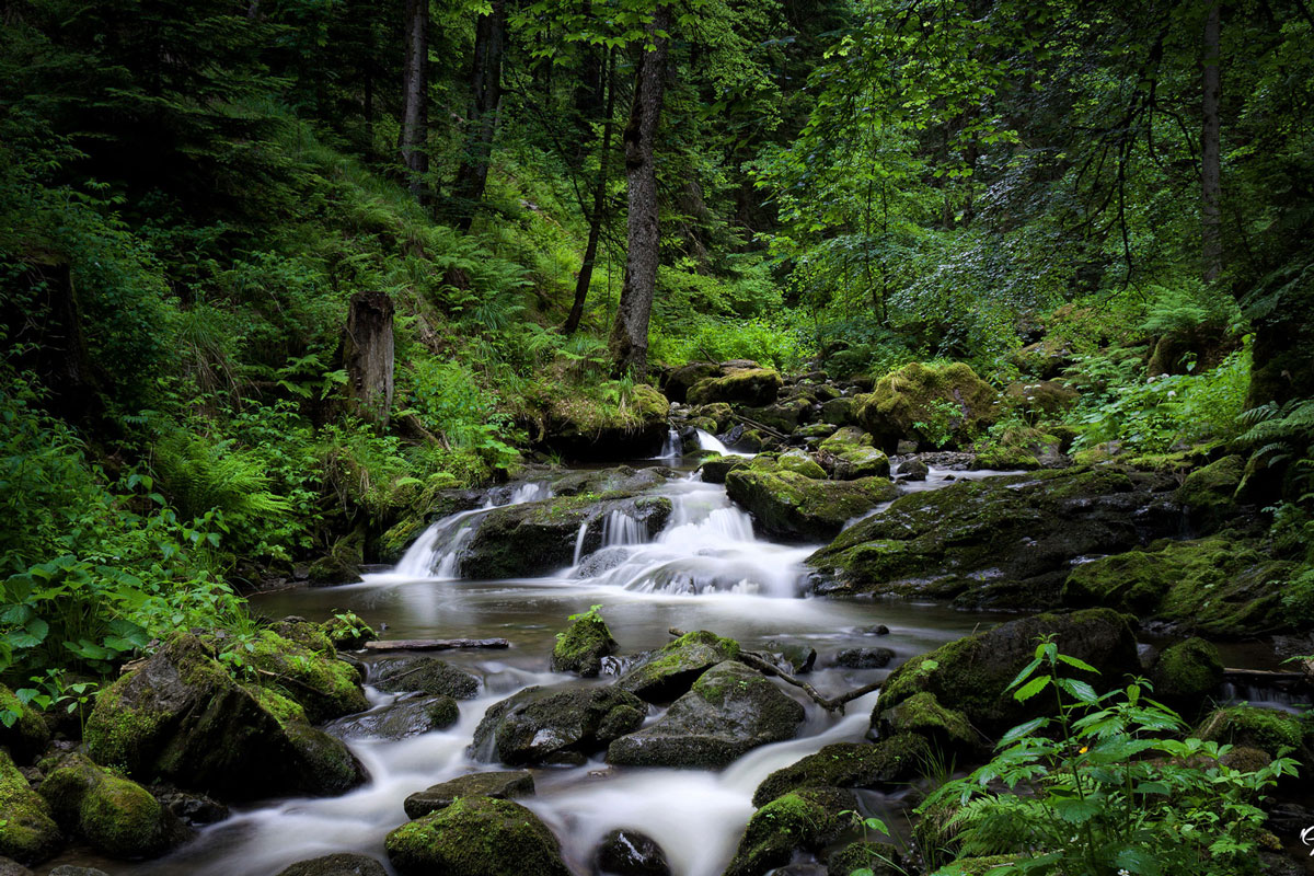 CRI_Savegre-Cloud-Forest-©-Horizontes-002.jpg