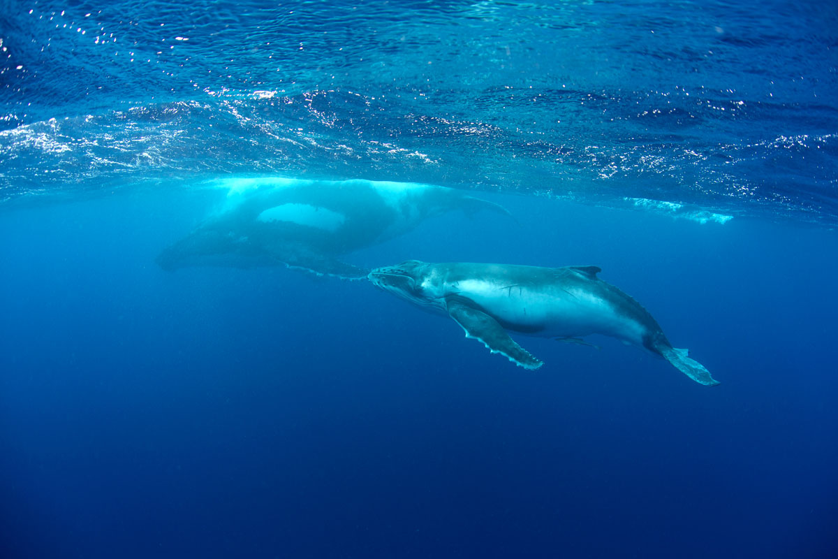 TON_Humpback-Whales-©14-Thomas-Baechtold-0116.jpg