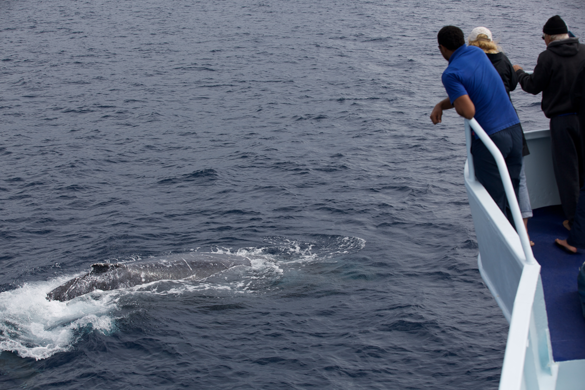 TON_Humpback-whales-above-©14-Thomas-Baechtold-1264.png