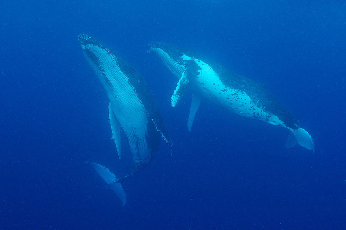 TON_Humpback-whales-uw-©14-Thomas-Baechtold-0027.jpg