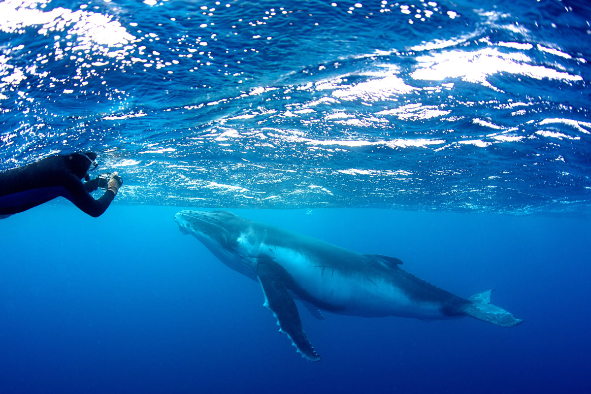 TON_Humpback-whales-uw-©14-Thomas-Baechtold-0129.jpg