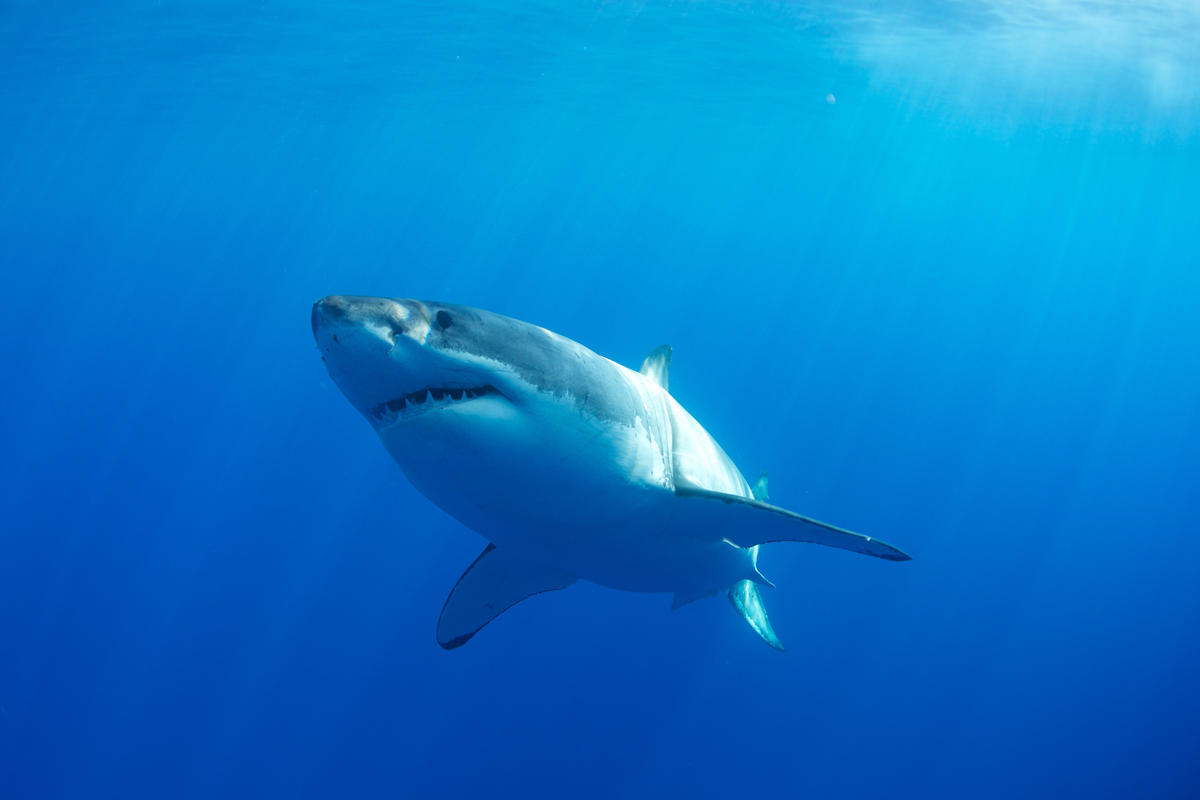MEX_Guadelupe-UW-Great-White-Sharks-©13-Thomas-Baechtold-33.png