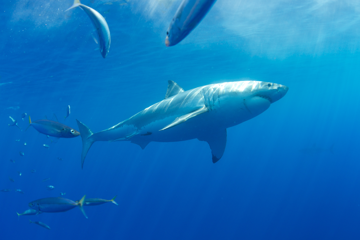 MEX_Guadelupe-UW-Great-White-Sharks-©13-Thomas-Baechtold-241.png