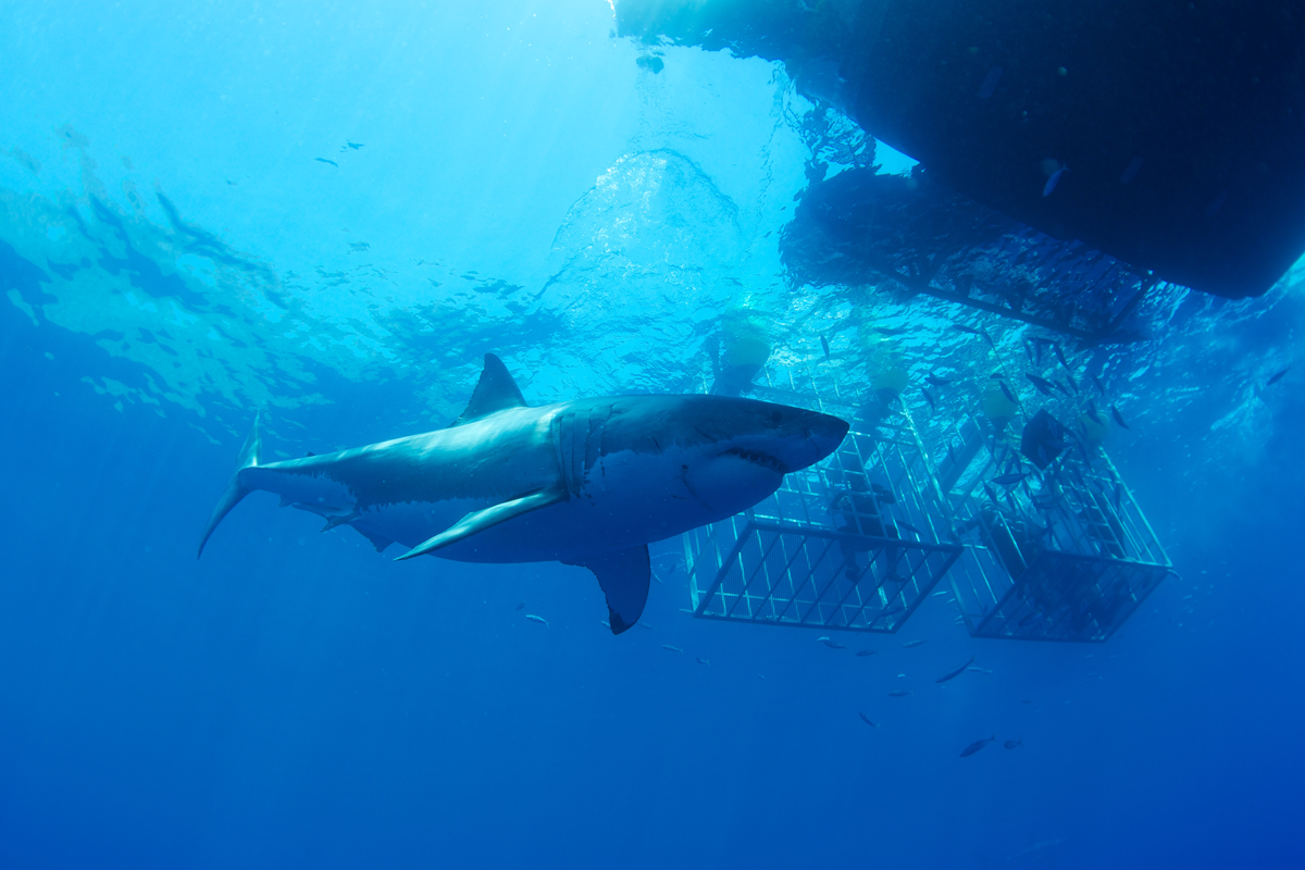 MEX_Guadelupe-UW-Great-White-Sharks-©13-Thomas-Baechtold-423.png
