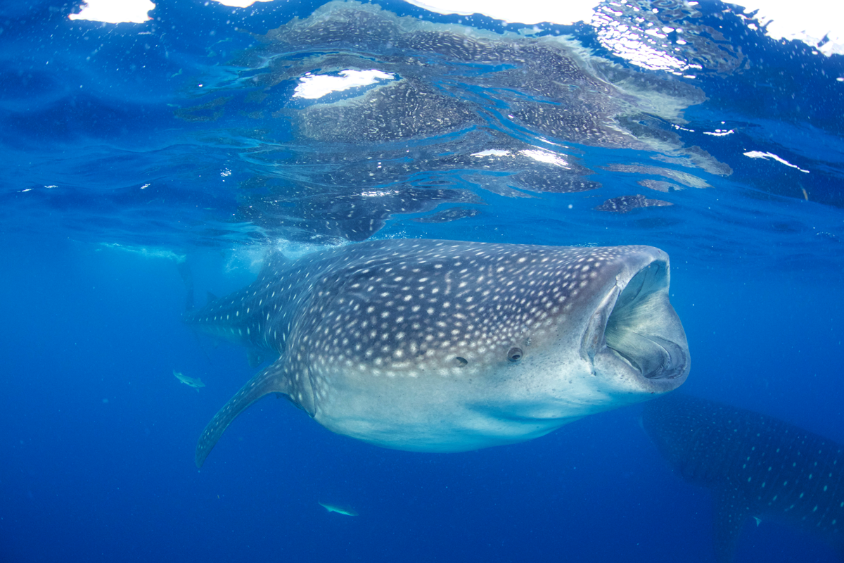MEX_Isla-Mujeres-UW-Whale-Sharks-©13-Thomas-Baechtold-33.png