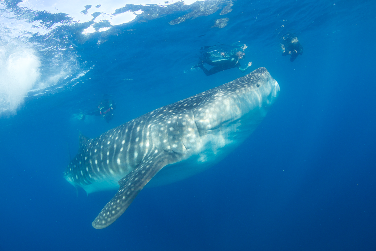 MEX_Isla-Mujeres-UW-Whale-Sharks-©13-Thomas-Baechtold-216.png