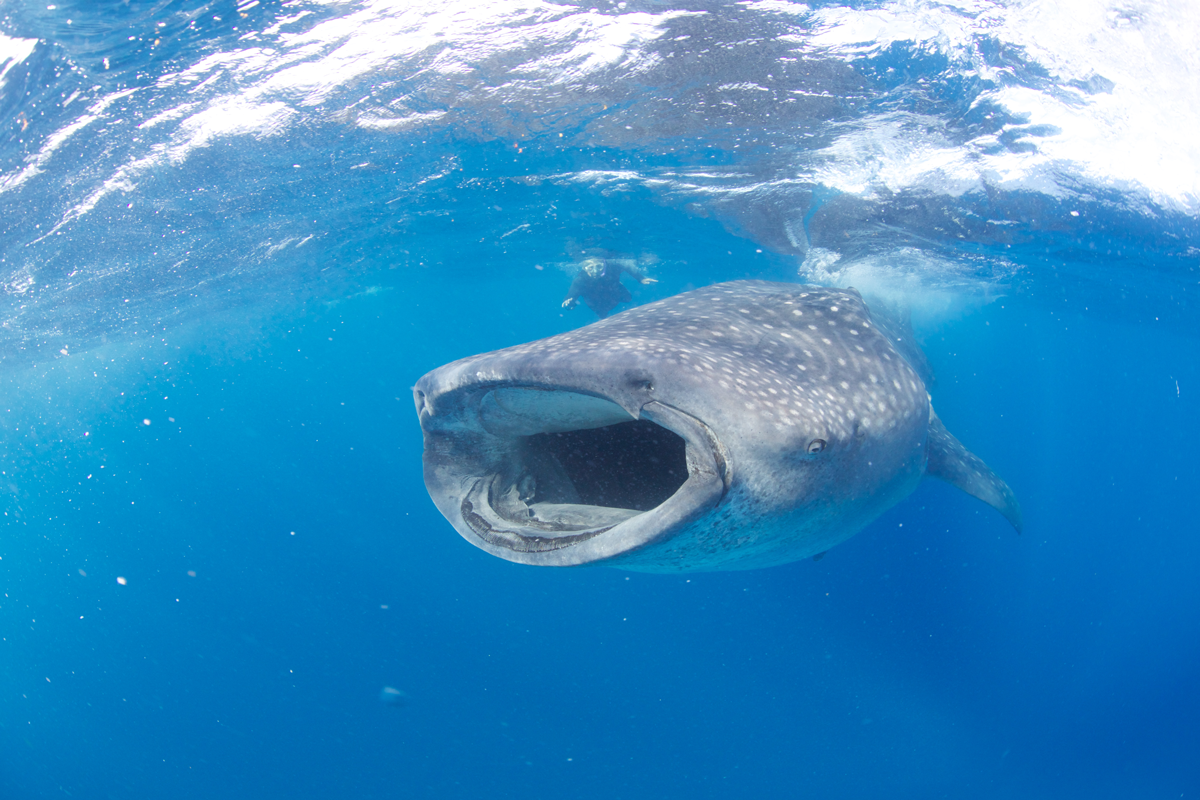MEX_Isla-Mujeres-UW-Whale-Sharks-©13-Thomas-Baechtold-253.png
