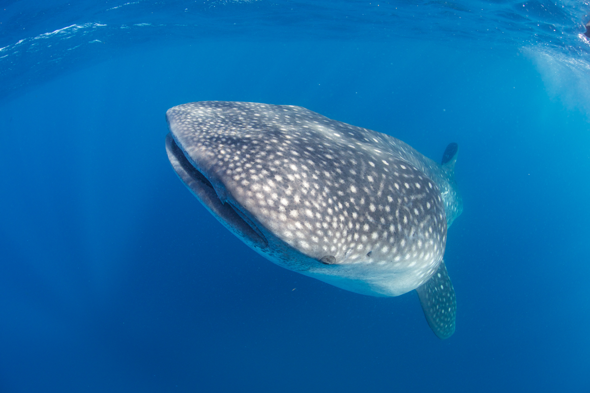 MEX_Isla-Mujeres-UW-Whale-Sharks-©13-Thomas-Baechtold-280.png