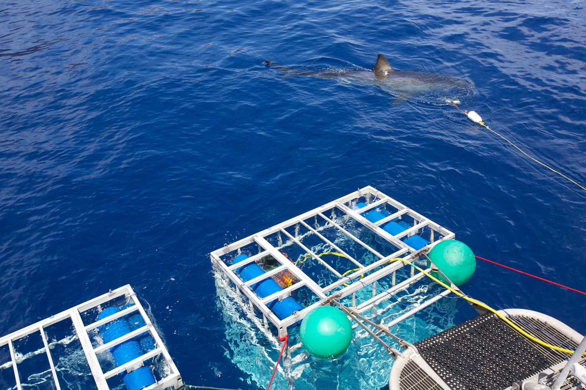MEX_Solmar-V-Aft-Cages-©13-Thomas-Baechtold-17.png