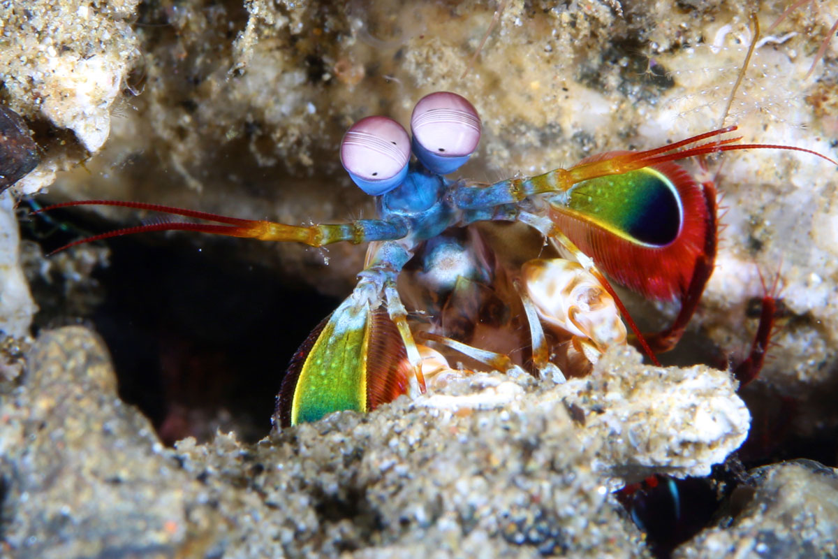 IDN_Ambon-Muck-diving-uw-©17-Thomas-Baechtold-922.jpg