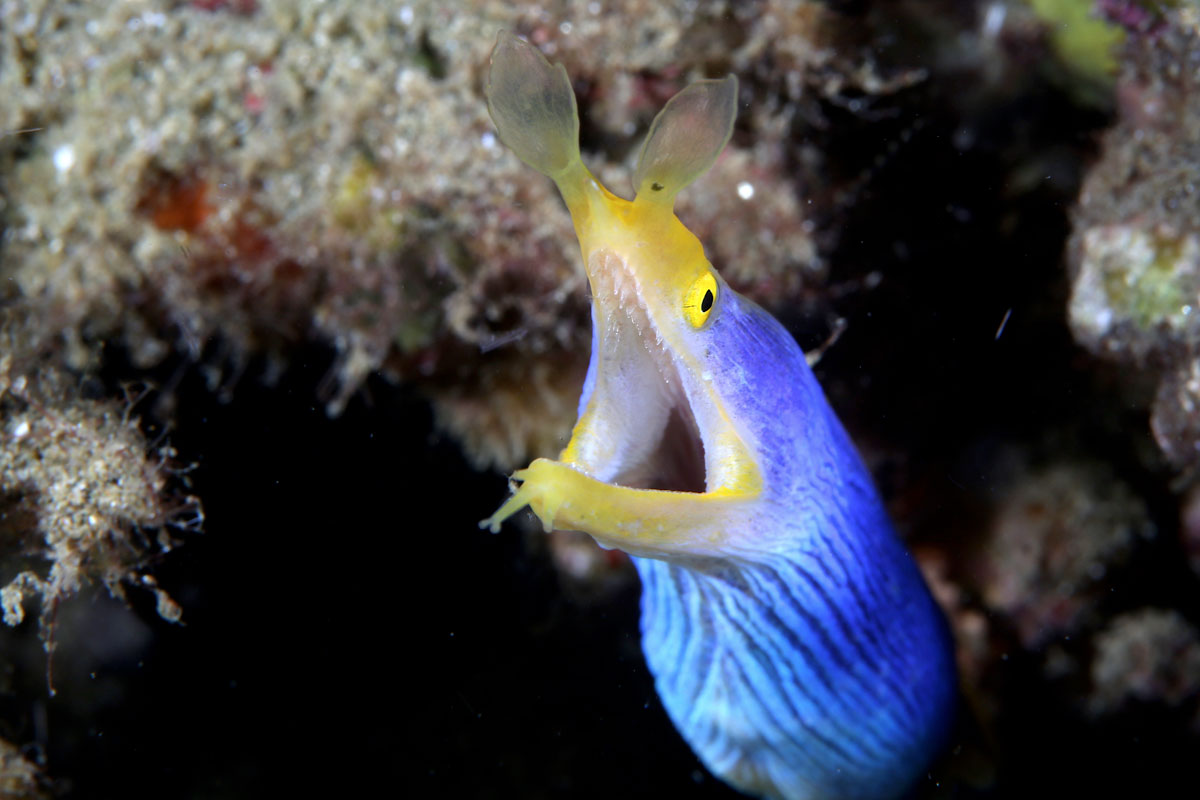 IDN_Ambon-Muck-diving-uw-©17-Thomas-Baechtold-1005.jpg