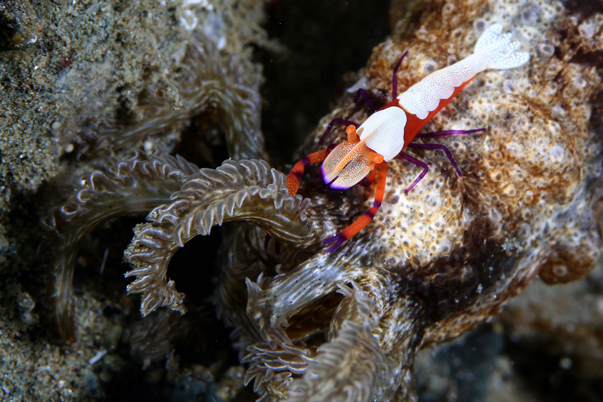 IDN_Ambon-Muck-diving-uw-©17-Thomas-Baechtold-1280.jpg